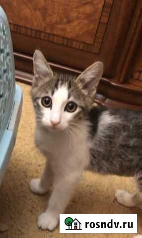 Котёнок в добрые руки бесплатно Грозный - изображение 1