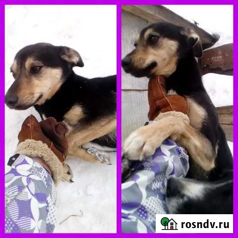 Стерилизованная собака Фиби в добрые руки Тамбов - изображение 1