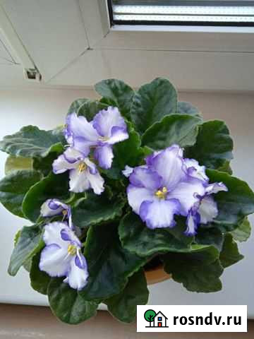 Продам комнатные цветы Иваново - изображение 1