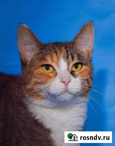 Необыкновенная кошка Сьюзи, 2 года Балашиха - изображение 1
