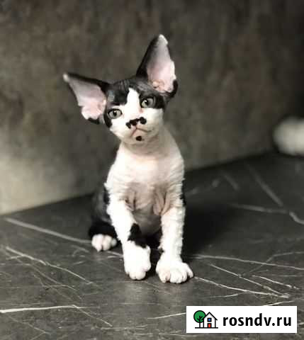 Девон-рекс Тамбов - изображение 1