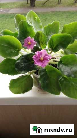 Фиалка Комсомольск-на-Амуре - изображение 1