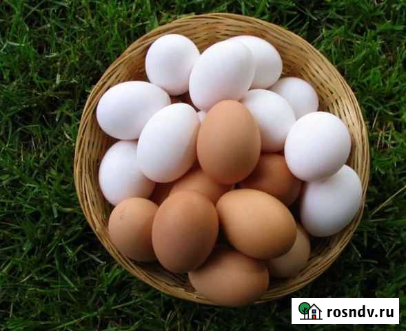 Домашние куриные яйца Талдом - изображение 1