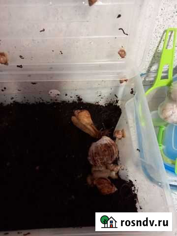 Улитки ахатины Троицк - изображение 1