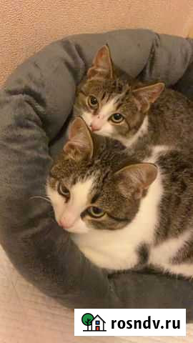 Котики Новочеркасск - изображение 1