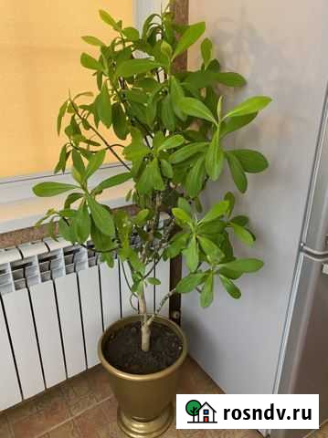 Рододендрон Аксай - изображение 1