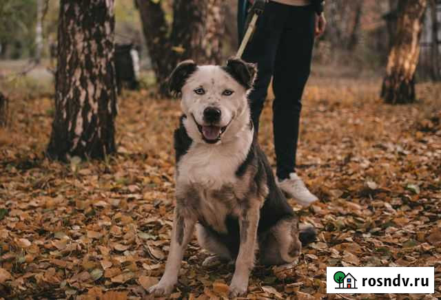 Собака Новосибирск - изображение 1