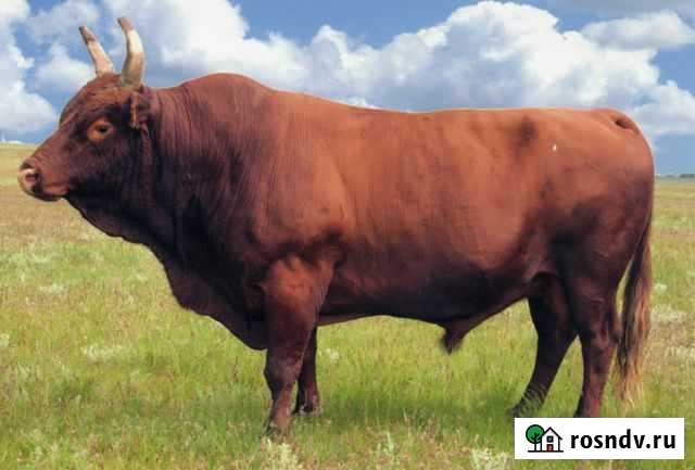 Убой скота Дегтярск - изображение 1