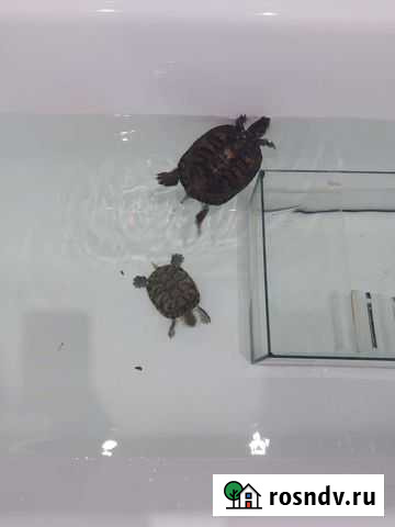 Красноухая черепаха с аквариумом бесплатно Альметьевск - изображение 1