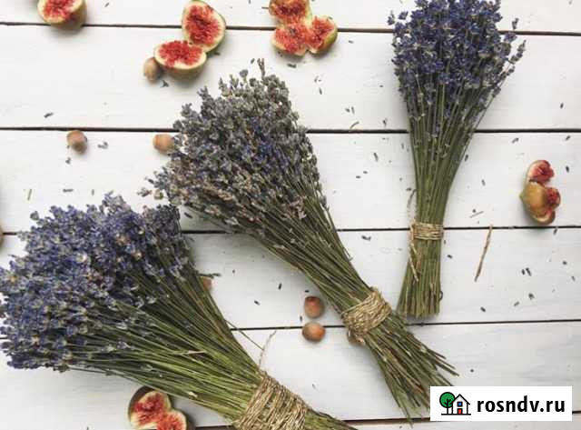 Лаванда Дзержинск - изображение 1