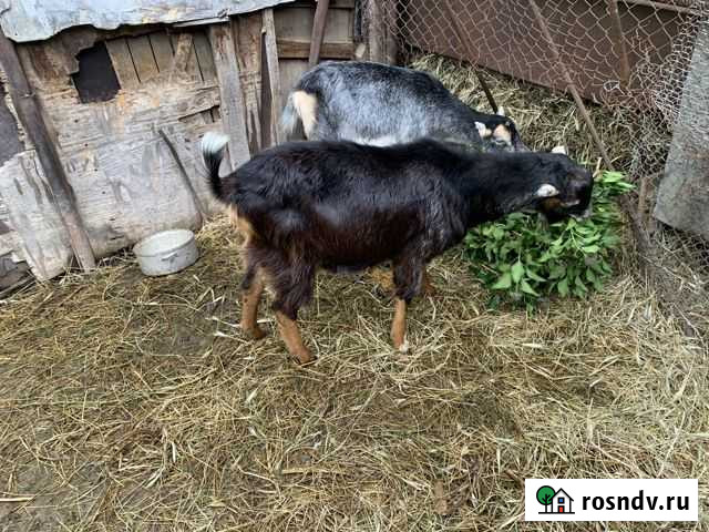 Коза и козел, стог сена Анапская - изображение 1