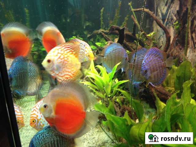 Аквариум Морской и Пресноводный, Доставка Москва - изображение 1