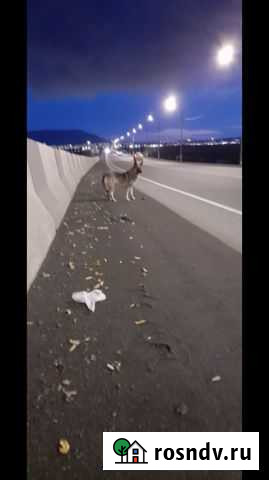 Собачке нужна помощь Норильск - изображение 1