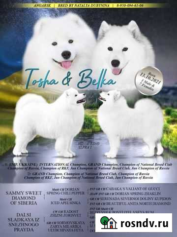 Самоедская собака Чита - изображение 1