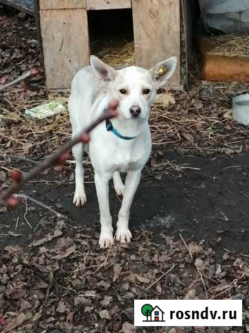 Собачка с приданным Старый Оскол - изображение 1