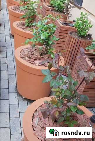 Вазоны для цветов Химки - изображение 1