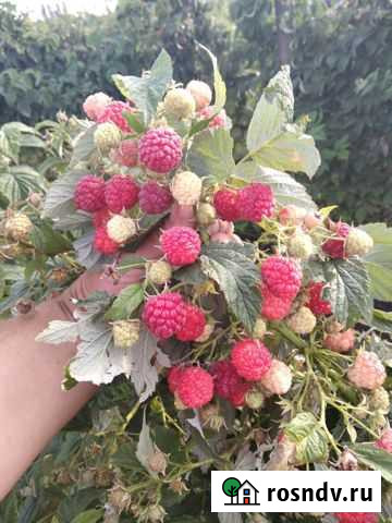 Малина Таганка Белое - изображение 1