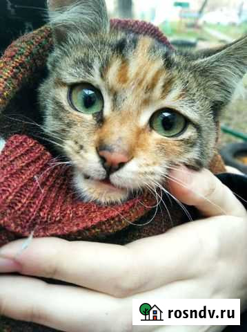 Кошка в дар Иваново - изображение 1