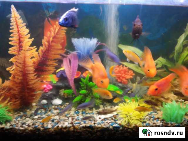 Установка, декорирование и обслуживание аквариумов Севастополь - изображение 1