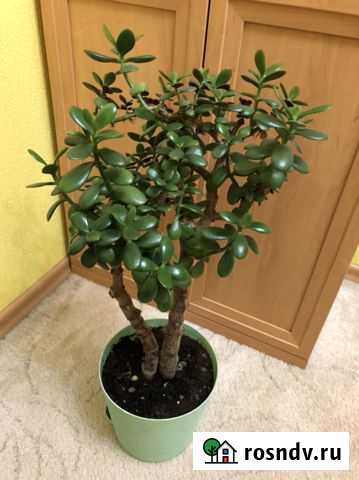 Толстянка (денежное дерево) Красноярск - изображение 1