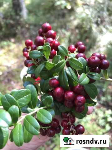 Брусника Усинск - изображение 1