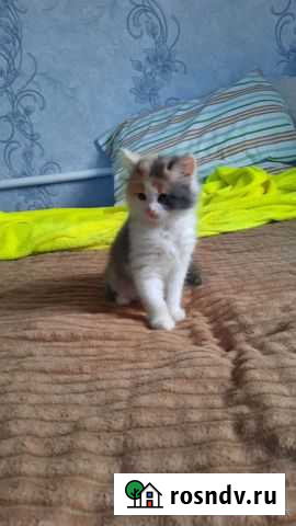 Кошки бесплатно Алексин - изображение 1