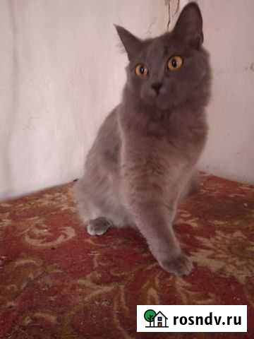 Кошка в дар Россошь - изображение 1