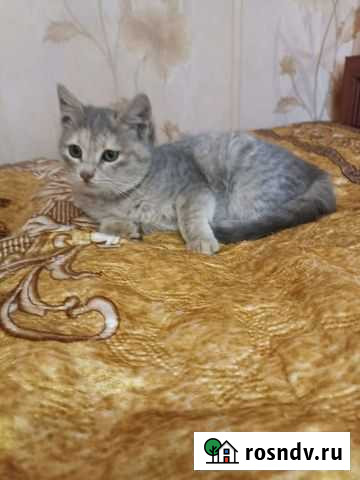 Кошки в добрые руки бесплатно Владикавказ - изображение 1