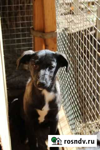 Щенок в добрые руки Владимир - изображение 1