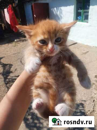 Котята в добрые руки Симферополь - изображение 1