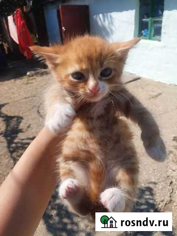 Котята в добрые руки Симферополь - изображение 1