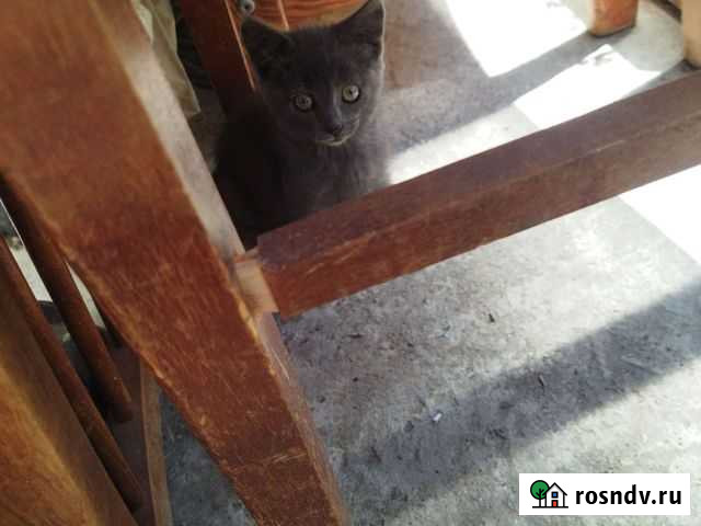 Котята в добрые руки Калининград - изображение 1