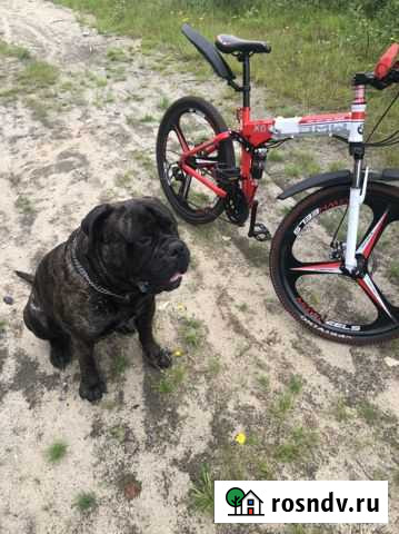 Вязка. Бульмастиф. Кобель Североморск - изображение 1