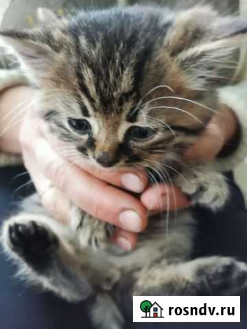 Кошки в добрые руки бесплатно Стародуб - изображение 1