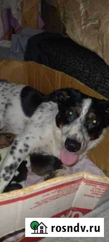 Собака в добрые руки щенок Шахты - изображение 1