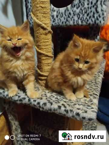 Мейн-кун Воротынец - изображение 1