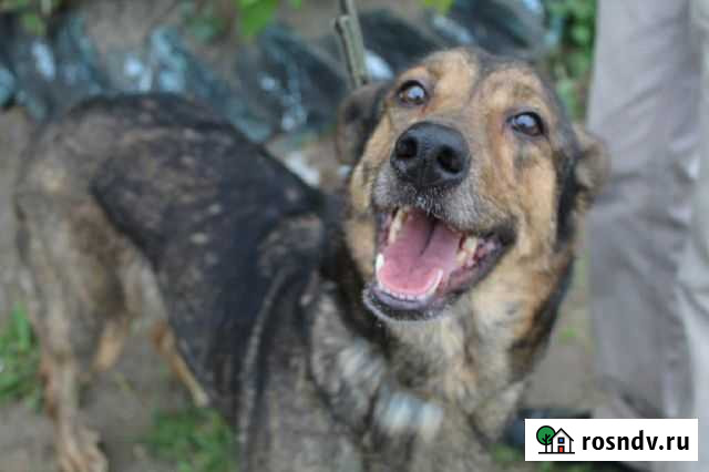 Собака Тося в добрые руки Тула - изображение 1