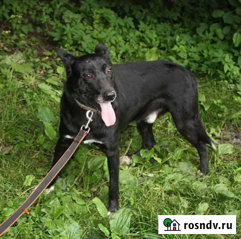 Собака - улыбака Степа в поисках своей Семьи Клин - изображение 1