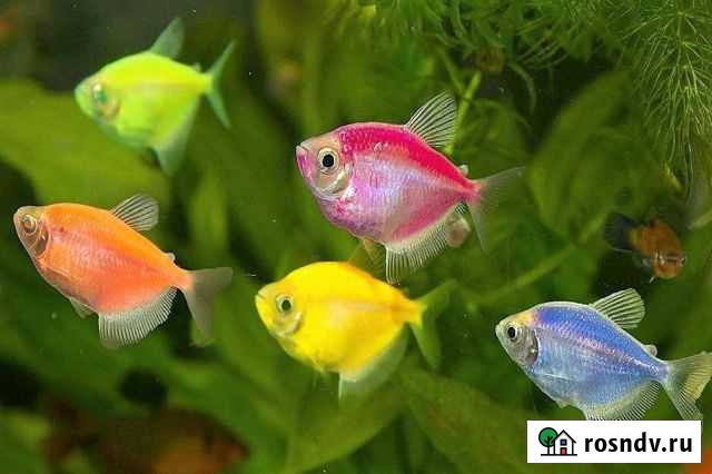 Аквариумные рыбки Сыктывкар - изображение 1