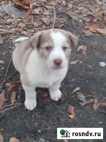 Отдам в добрые руки щенков Саратов - изображение 1