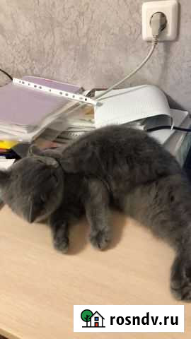 Кошка Саранск - изображение 1