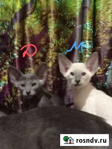 Орики к Новому году Иваново - изображение 1