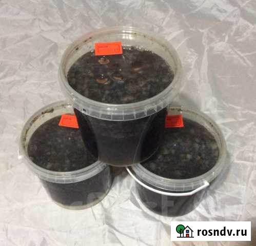 Продам настойку трепанга на меду Уссурийск - изображение 1