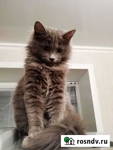 Четырехмесячная Кошечка Лиски - изображение 1