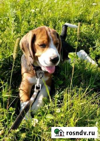 Собака бигль Брянск - изображение 1