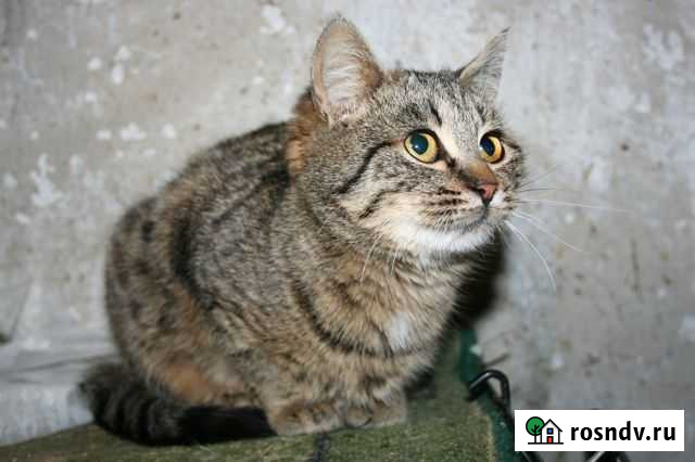 Котенок-девочка в добрые руки Белгород - изображение 1