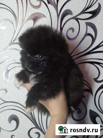 Щенки шпица Братск - изображение 1