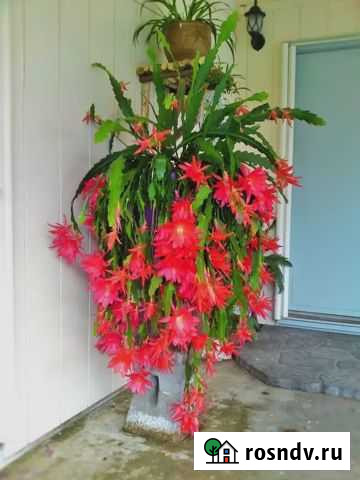 Эпифиллум шикарное цветение Красногорск - изображение 1