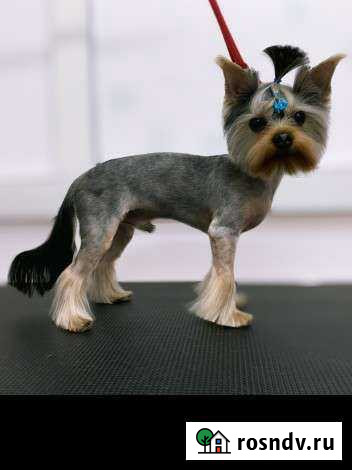 Йоркширский терьер мини вязка Новосибирск - изображение 1