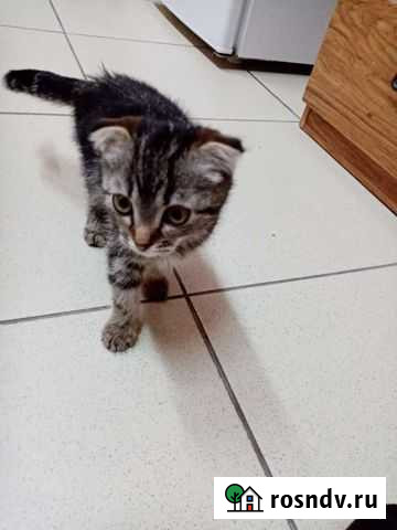 Кот Иноземцево кп - изображение 1